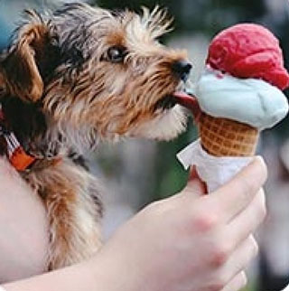 dog licks ice cream